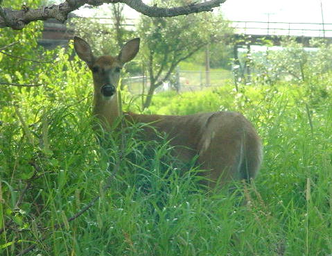 Urban Doe